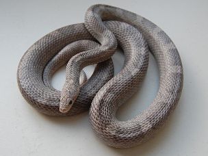 ADULT