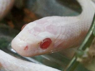EYE