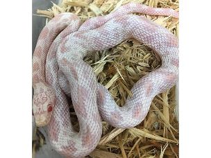 HATCHLING