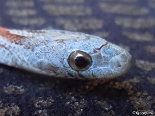 EYE