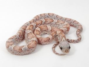 HATCHLING
