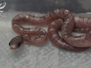 HATCHLING