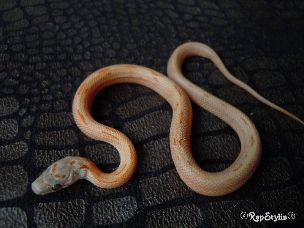 HATCHLING