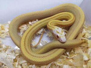 HATCHLING