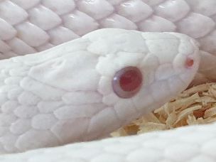 EYE