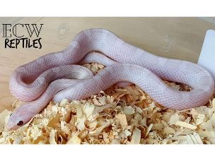 HATCHLING