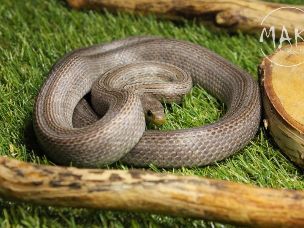 ADULT