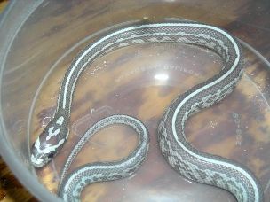 HATCHLING