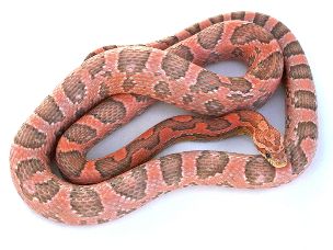 ADULT