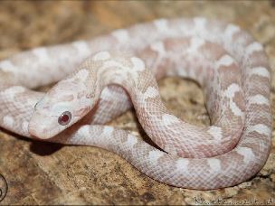 HATCHLING