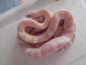 HATCHLING