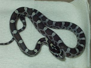 HATCHLING