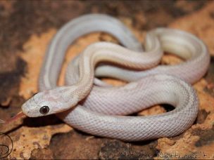 HATCHLING