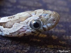 EYE