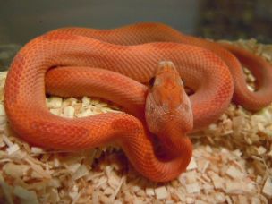 HATCHLING