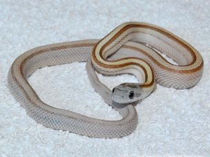 HATCHLING