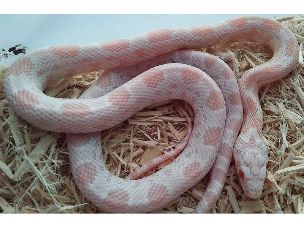 HATCHLING