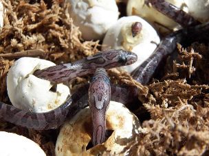 HATCHLING