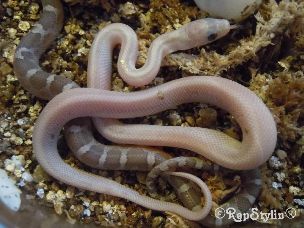 HATCHLING
