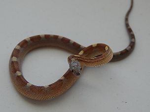 HATCHLING