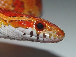EYE