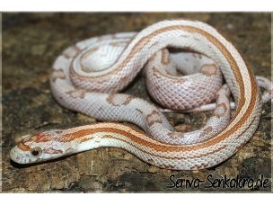 HATCHLING