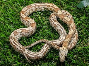HATCHLING