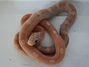 HATCHLING