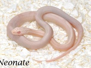 HATCHLING