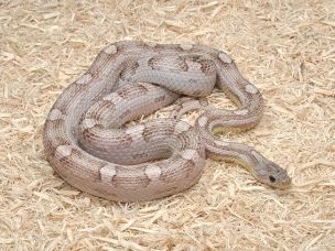 ADULT