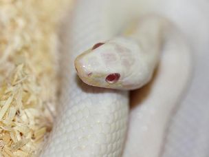 EYE