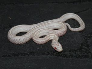 HATCHLING