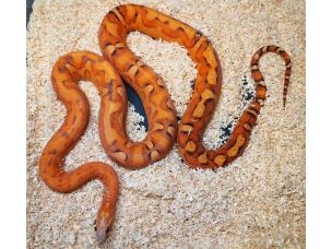 ADULT