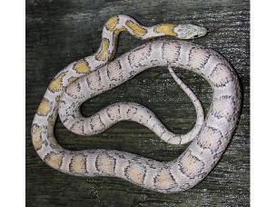 ADULT