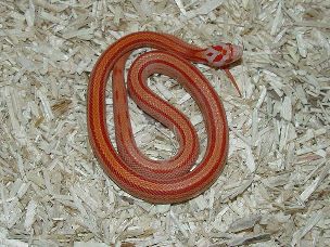 HATCHLING