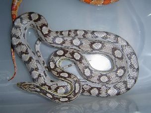 ADULT