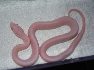 HATCHLING