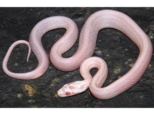 HATCHLING