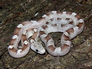 HATCHLING