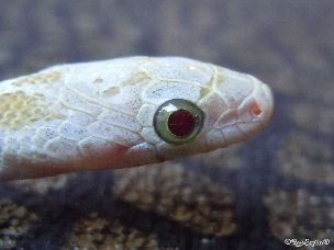 EYE