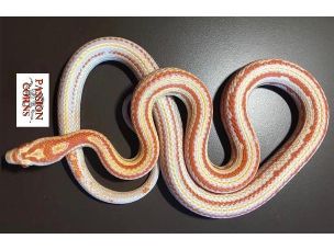 ADULT