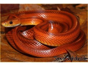 ADULT