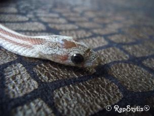 EYE