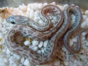 HATCHLING