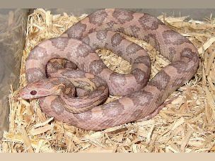 ADULT