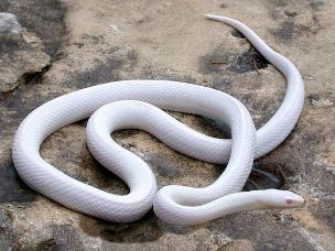 ADULT