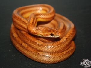ADULT