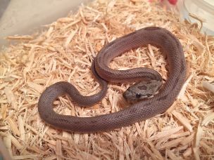 HATCHLING