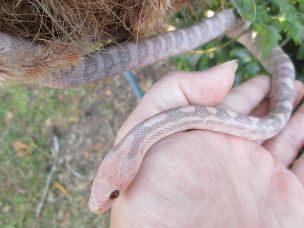 ADULT
