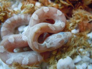 HATCHLING